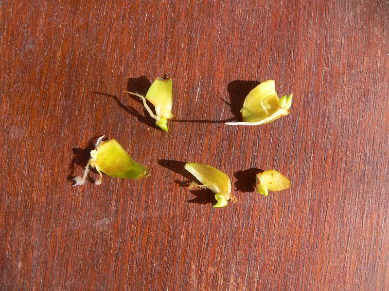 Bouture d'écaille de lis Ecaille_Lilium_parryi
