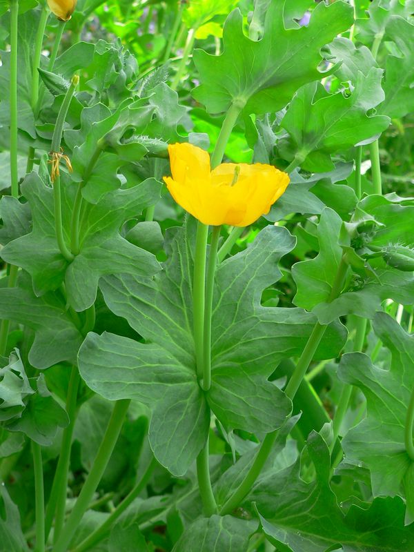 Quelques vivaces au jardin Glaucium_flavum