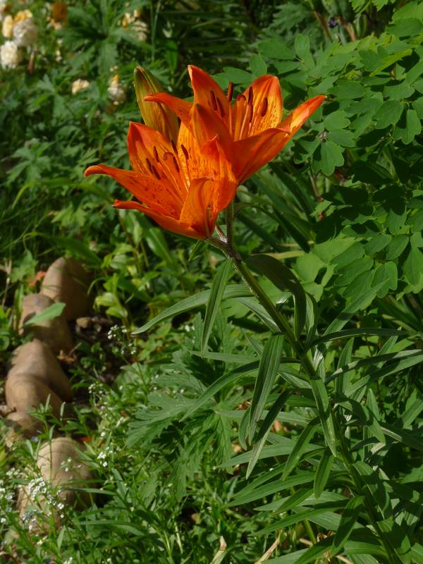 Lilium bulbiferum Lilium_croceum