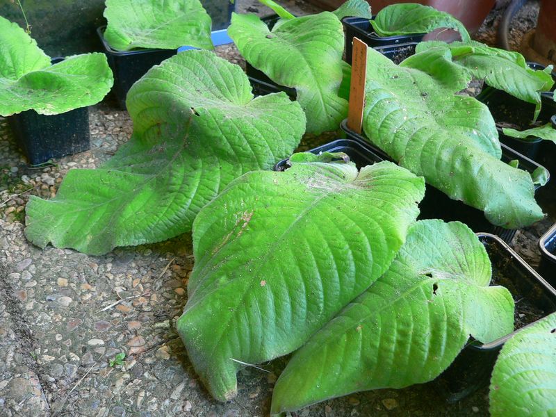 Mes semis de Streptocarpus Streptocarpus_grandis1