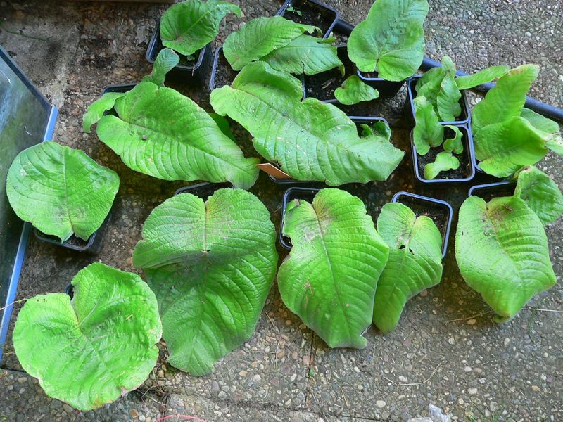 Mes semis de Streptocarpus Streptocarpus_grandis2