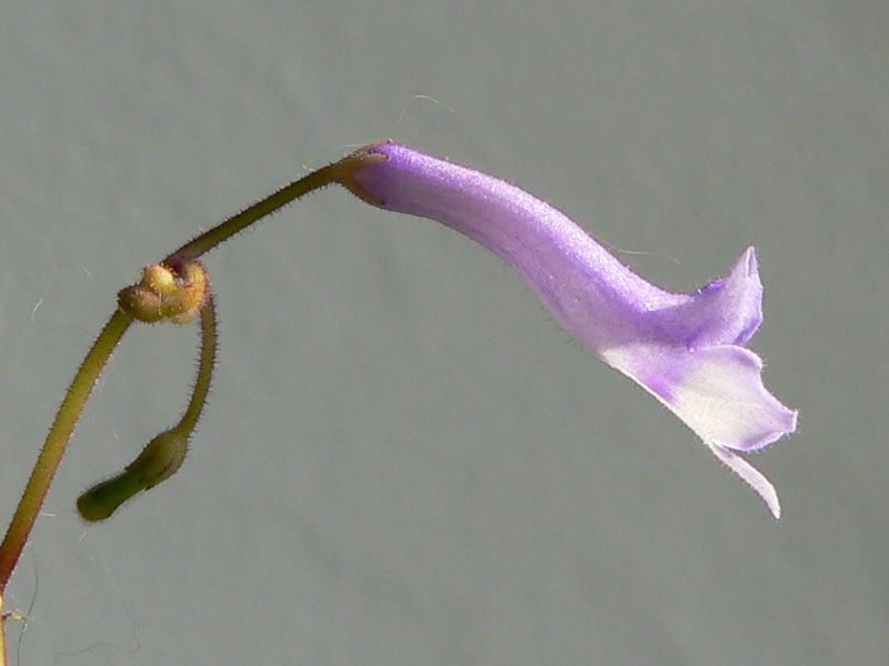 Mes semis de Streptocarpus Streptocarpus_grandis_fleur2
